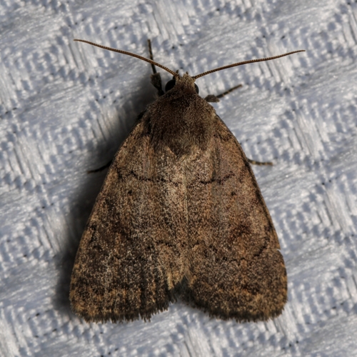 Slowpoke Moth photo 4
