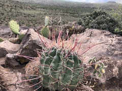 Ferocactus emoryi rectispinus