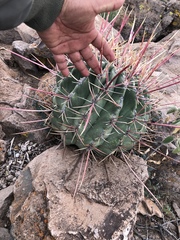 Ferocactus emoryi rectispinus