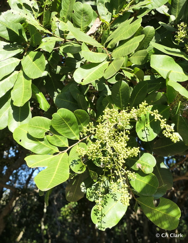 Cupaniopsis anacardioides