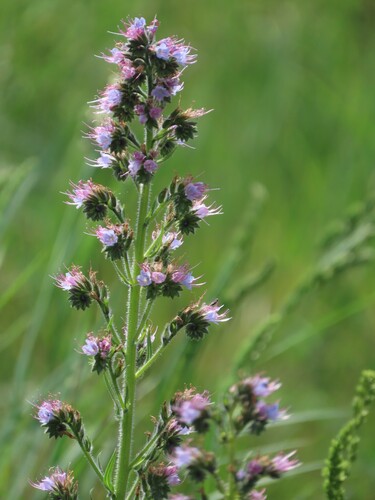 Violet-vein Viper's-bugloss