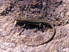 Podarcis erhardii riveti