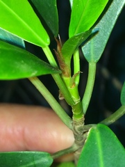Ficus natalensis