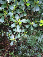 Ficus natalensis