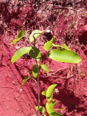 Sclerocroton melanostictus image