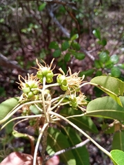 Nesogordonia stylosa image