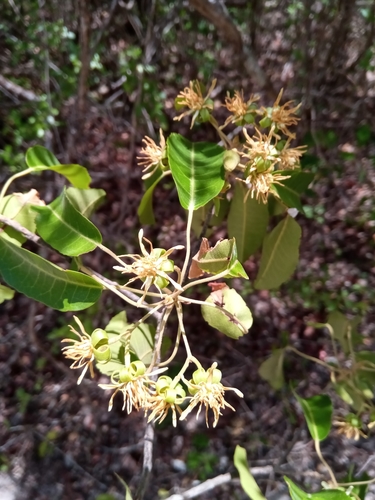 Nesogordonia stylosa