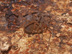 Triaenonychidae