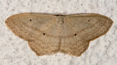 Scopula perlata