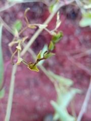 Aristolochia albida image