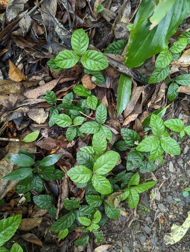 Ardisia pusilla iNat (1)