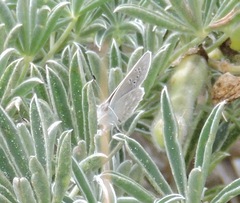 Icaricia icarioides parapheres