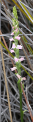 Spiranthes sinensis