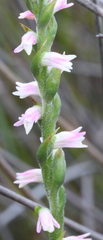 Spiranthes sinensis
