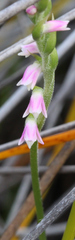 Spiranthes sinensis