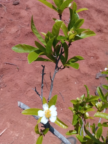 Tetracera madagascariensis image