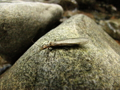 Paraperlinae