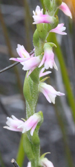 Spiranthes sinensis