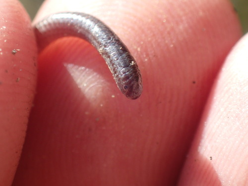 Shaba thread snake