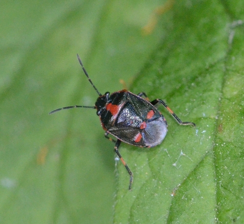 Eurydema oleracea