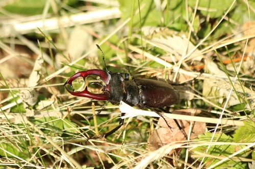 Lucanus cervus