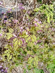 Millettia