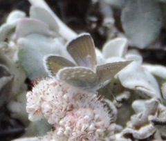 Icaricia icarioides parapheres
