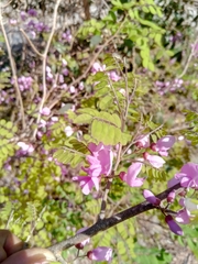 Millettia