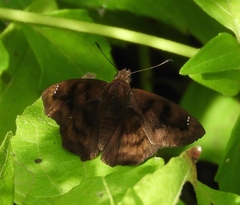 Nisoniades bromias