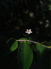 Synaptolepis perrieri