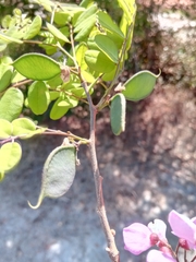 Millettia