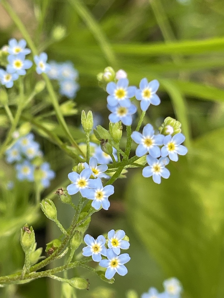 bay forget-me-not