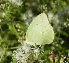 Aphrissa statira statira