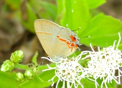 Calycopis origo