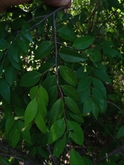 Synaptolepis perrieri