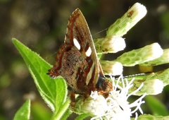 Anteros carausius carausius