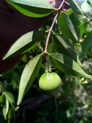 Synaptolepis perrieri
