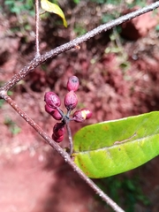 Monanthotaxis sororia