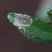 Leucoptera pachystimella - Photo (c) Noah Strycker, algunos derechos reservados (CC BY-NC), subido por Noah Strycker