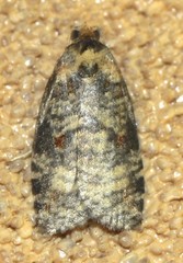 Cryptoptila australana