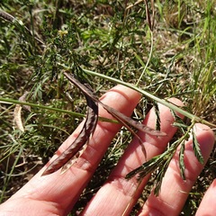 Desmanthus velutinus