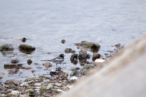 Masked Wagtail
