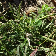 Desmanthus velutinus
