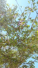 Bauhinia grandidieri