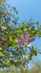 Bauhinia grandidieri