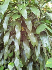 Dracaena fragrans