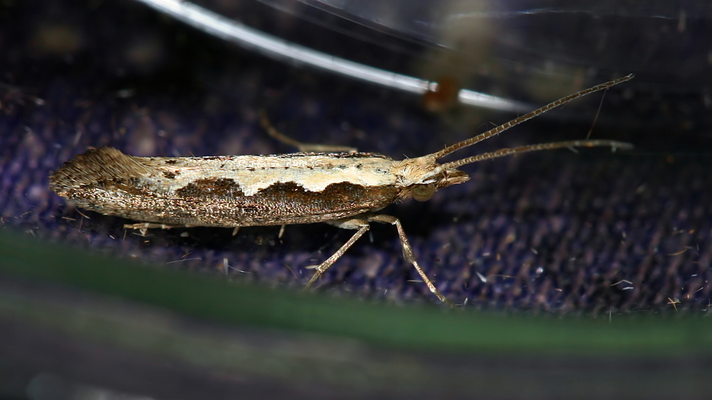 Plutella