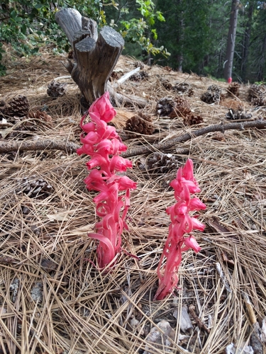 iNaturalist observation photo of Snowplant