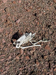 Pelecanidae