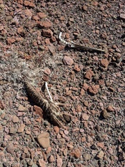 Pelecanidae